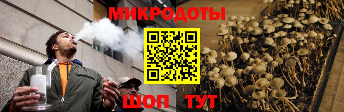 Галлюциногенные грибы Psilocybe Ессентуки